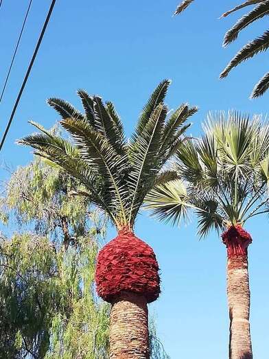 Poda de palmeras canarias/TA.